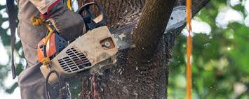 Professional Tree Care in Kihei, HI