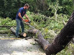 How Our Tree Care Process Works  in  Kihei, HI