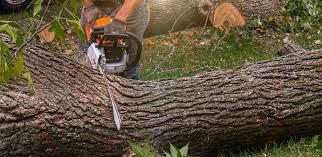 Best Commercial Tree Services  in Kihei, HI