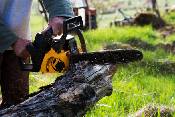 Best Tree Mulching  in Kihei, HI