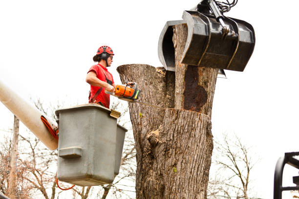 Best Tree Disease Treatment  in Kihei, HI