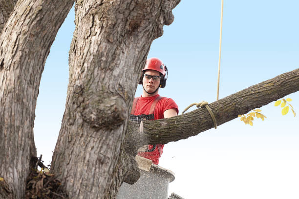 Best Tree Removal  in Kihei, HI